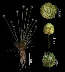 Image result for Eriocaulaceae
