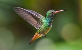 I have finally realized that the hummingbird flowers in my backyard will always be a work in process; Welcoming Tracking Hummingbirds In The Texas Hill Country