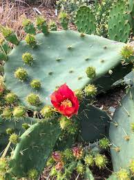 Red cactus pears are also covered in rough bumps and spines known as glochids. Opuntia Prickly Pear Cactus Rabbit Ears Cactus Tree Cactus North Carolina Extension Gardener Plant Toolbox