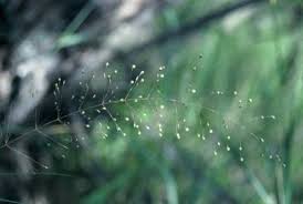 Image result for Sporobolus panicoides