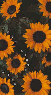 Flowers Aesthetic Girasoles Fondos De Fondos De Pantalla Iphone Tumblr Fondos De Pantalla Girasoles