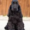 Liver roan english cocker spaniel puppies for sale. 3