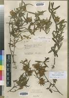 Image result for Blepharis involucrata