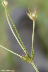Image result for Andropterum stolzii