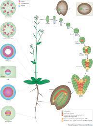 Plant cell undergo process to form xylem vessels. Plant Vascular Development From Early Specification To Differentiation Nature Reviews Molecular Cell Biology
