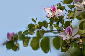 Image result for Bauhinia burrowsii