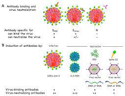 We did not find results for: Vaccines Free Full Text Covid 19 Mechanisms Of Vaccination And Immunity Html
