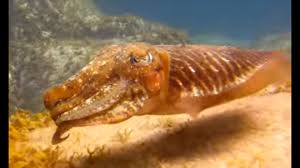 Check spelling or type a new query. Cuttlefish Swimming In Action Youtube