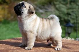 Why buy a pug puppy for sale if you can adopt and save a life? Pug Dog Price How Much Does A Pug Cost Why So Marshalls Pet Zone