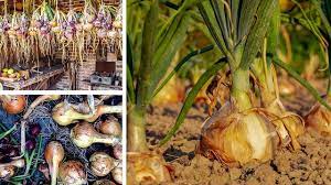 See full list on wikihow.com Growing Onions Planting Growing And Harvesting Onions The Old Farmer S Almanac