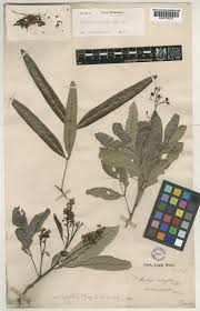 Image result for Atalaya alata