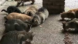 You may even qualify for free or low cost services! Outdoor Cat Population In San Antonio Exploding As Spay Neuter Programs Remain Closed Due To Covid 19