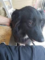 We did not find results for: Our 1 Year Old German Shepherd And Great Pyrenees Mix Named Salem Aww