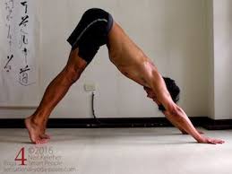 It's the ideal diet to excel dog muscle growth. Downward Facing Dog