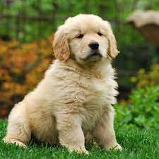 golden retriever irki ozellikleri ve golden tuvalet egitimi pet okulu