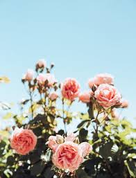 Circuit court judge amy coney barrett as his nominee to the supreme court in the rose garden at the white. 40 000 Best Rose Garden Photos 100 Free Download Pexels Stock Photos
