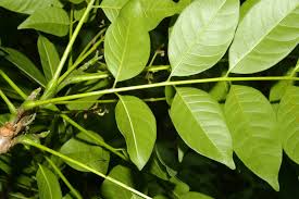 Image result for Trichilia