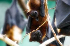 Can you keep a bat as a pet uk? How To Attract Bats To Your Yard How To Make A Bat Box