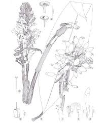 Image result for Renealmia africana