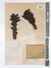 Image result for Sarcophyte