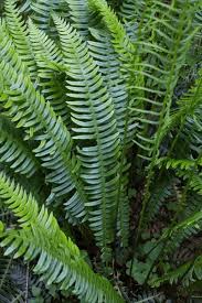 Image result for Blechnaceae