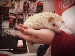 Ёж в сексшопе. | Пикабу