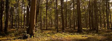 Pădurile temperate de foioase se caracterizează prin predominarea stratului arborilor cu frunze late, cu coronament dens şi continuu vara şi pierderea aparatului foliar, iarna (neadaptare a frunzelor la temperaturi scăzute). Flora Si Fauna