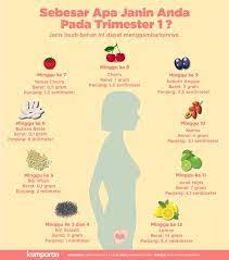 Simak apa saja yang terjadi pada usia kehamilan trimester 1 pada artikel berikut. Sebesar Apa Janin Anda Pada Trimester Pertama Kumparan Com