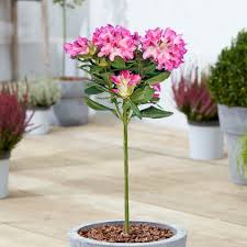 Maybe you would like to learn more about one of these? Rhododendron Tree For Sale Potted Evergreen Trees Free Uk Delivery