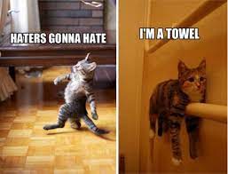 17 Funny Cat Memes That Will Make You Laugh Out Loud Funny Cat Memes Funny Cat Jokes Funny Cats