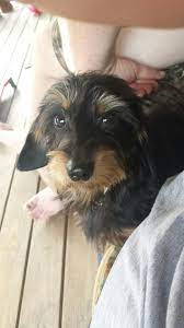 It is a fox terrier, and although it bears a resemblance to the smooth fox terrier, they are believed to have been developed separately. Long Wire Hair Black And Tan Dachshund Wire Haired Dachshund Black And Tan Dachshund Dachshund
