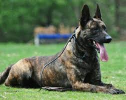 Kerem Avcan Adli Kullanicinin Malinois Panosundaki Pin Goruntuler Ile Kopek