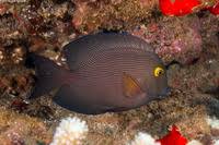 Image result for Oxyanthus strigosus