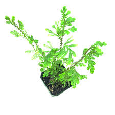 Image result for Selaginella tenerrima