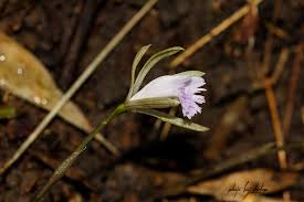 Image result for Nervilia crociformis