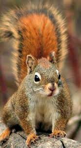 I M Ready Rodents Rodents Cute Squirrel Animals Beautiful Animals Wild