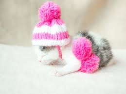 Here's a nice big bunch of hats to knit featuring plenty of styles to choose from and requiring a variety of skill levels (from beginner to intermediate and advanced). A Cute Little Kitten In A Pink Knitted Hat With Pompoms Sleeps On A White Carpet Cute Sleeping Kitty In Hat Stock Photo Image Of Clothing Baby 122855540