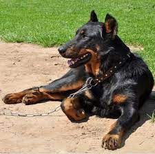 All puppies are registered at fcc, microchipped, vaccinated, and has a health guaranty writen on contract. Beauceron Puppies For Sale Adoptapet Com