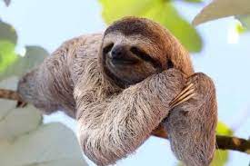 Happy Sloth Hanging On The Tree Photographic Print Janossy Gergely Art Com In 2020 Cute Baby Sloths Sloth Cute Sloth Pictures