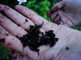 We did not find results for: How To Build A Worm Farm Modern Farmer