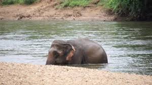 Beautiful video shot in liberia, africa. Mother And Baby Elephant Bathing Stock Footage Video 100 Royalty Free 7218922 Shutterstock