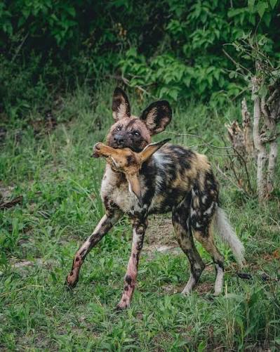 Watching a pack of African wild dogs (or painted wolves) execute two successful hunts in one day is something truly rare and special. Their level of coordination, communication, and endurance during a