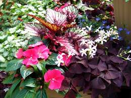 Image result for Impatiens shirensis