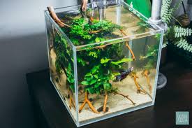 Beautiful betta fish tank ideas. Planted Betta Fish Cube Tank Aquarium Glass Aqua