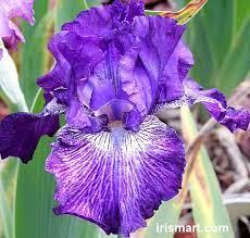 Nancy S Lace Tall Bearded Iris Bearded Iris Wonderful Flowers Iris