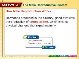 The Male Reproductive System Is A Series Of Organs Involved In Producing Children Ppt Download