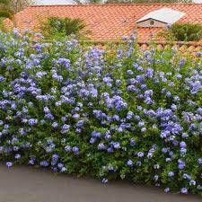 Image result for Plumbago ituriensis