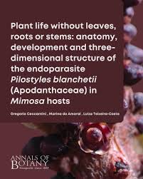 Image result for Apodanthaceae