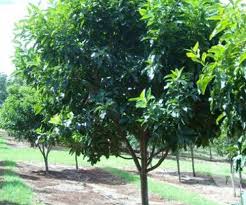 Image result for Calodendrum capense