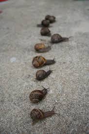 Snail Race Snail Rainbow Theme Party Minibeasts